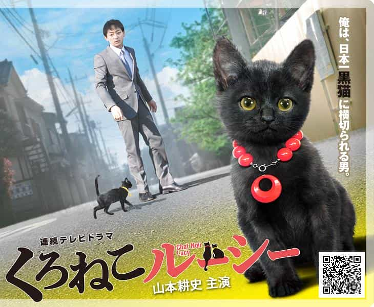 电视剧《黑猫露西  くろねこルーシー》（2012日本）--高清4K/1080P迅雷BT资源下载