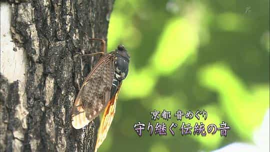 电视剧《京都寻声  京都音めぐり》（2014日本）--高清4K/1080P迅雷BT资源下载