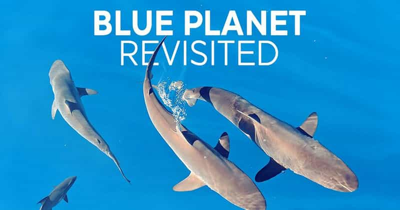 电视剧《重访蓝色星球  Blue Planet Revisited》（2020英国）--高清4K/1080P迅雷BT资源下载