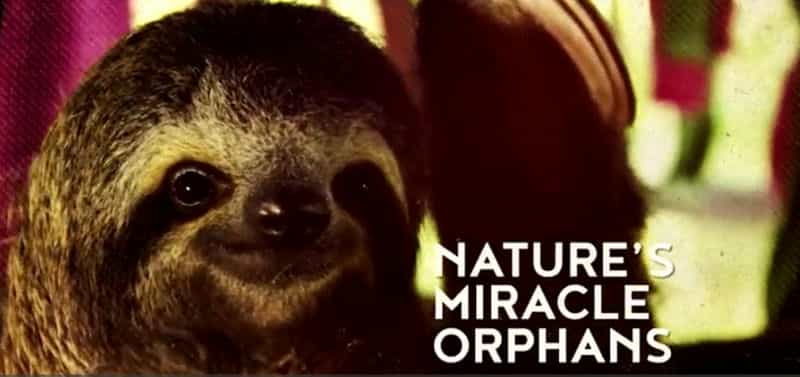 纪录片《了不起的动物遗孤  nature's miracle orphans》（2015英国）--高清4K/1080P迅雷BT资源下载