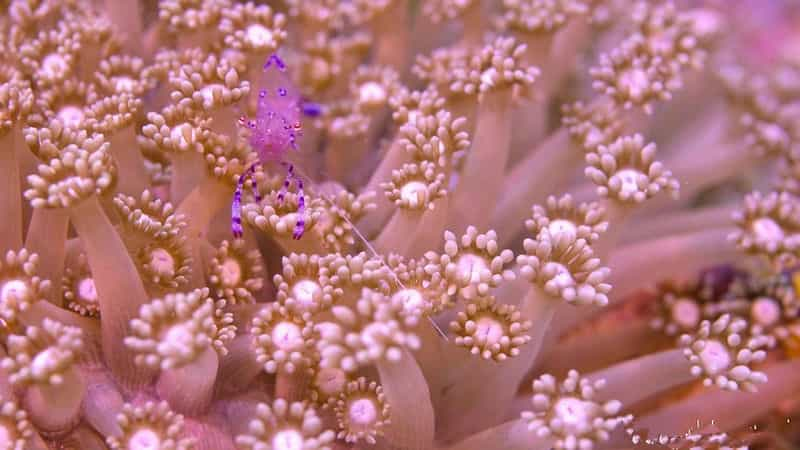 纪录片《追逐珊瑚  Chasing Coral》（2017美国）--高清4K/1080P迅雷BT资源下载