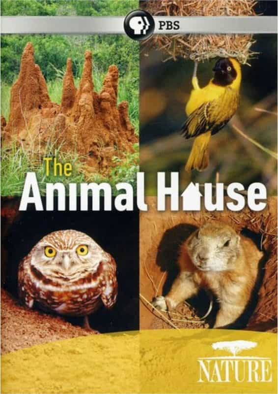 纪录片《自然世界：动物之家  The Natural World: Animal House》（2011英国）--高清4K/1080P迅雷BT资源下载