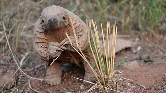 纪录片《穿山甲：被捕杀最多的动物  Pangolins: The World's Most Wanted Animal》（2018英国）--高清4K/1080P迅雷BT资源下载