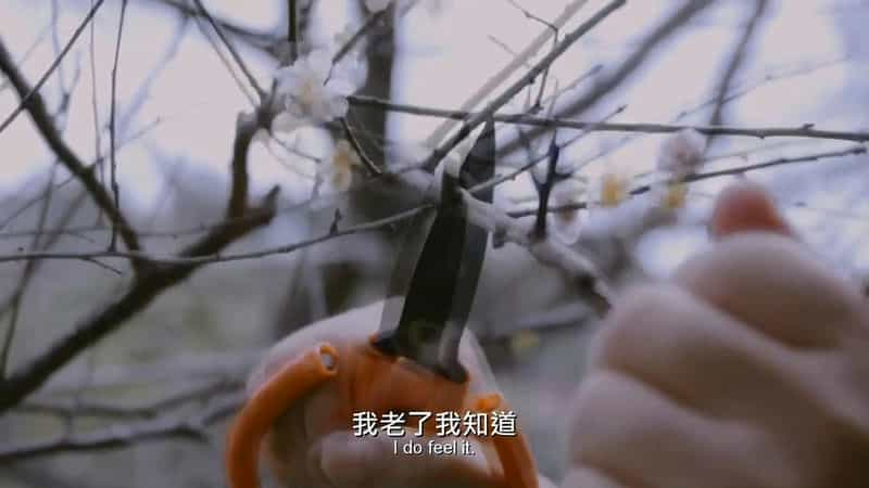 纪录片《曼菲》（2017中国台湾）--高清4K/1080P迅雷BT资源下载