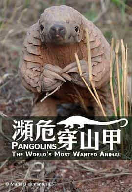 纪录片《穿山甲：被捕杀最多的动物  Pangolins: The World's Most Wanted Animal》（2018英国）--高清4K/1080P迅雷BT资源下载