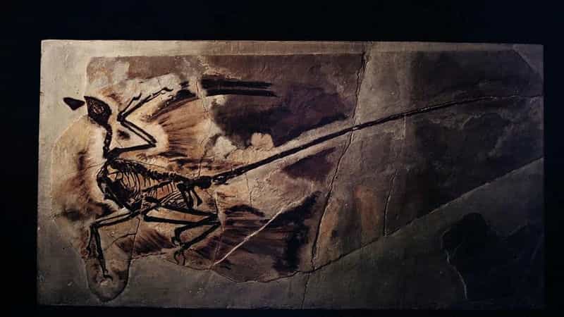 纪录片《恐龙再现  Dinosaurs Alive》（2007美国）--高清4K/1080P迅雷BT资源下载