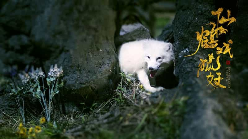 电影《仙鹤戏狐妖》（2019中国大陆）--高清4K/1080P迅雷BT资源下载