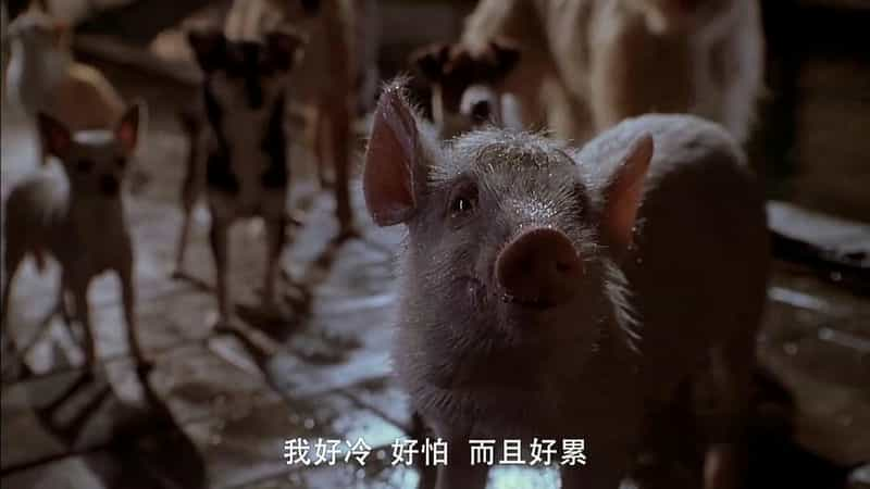 电影《小猪宝贝2：小猪进城  Babe: Pig in the City》（1998澳大利亚）--高清4K/1080P迅雷BT资源下载