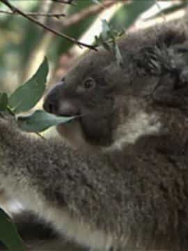 电影《野生动物：无与伦比的有袋动物 - 树袋熊  Wildlife: the unparalleled marsupial-koala》（2013日本）--高清4K/1080P迅雷BT资源下载