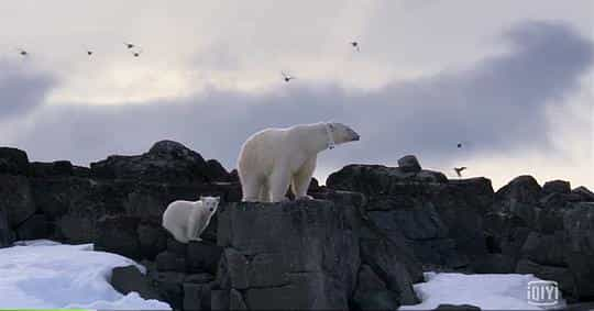 电视剧《我和北极熊一家  The Polar Bear Family &amp; Me》（2013英国）--高清4K/1080P迅雷BT资源下载