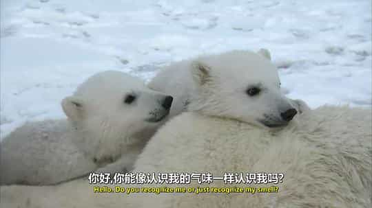 电视剧《我和北极熊一家  The Polar Bear Family &amp; Me》（2013英国）--高清4K/1080P迅雷BT资源下载