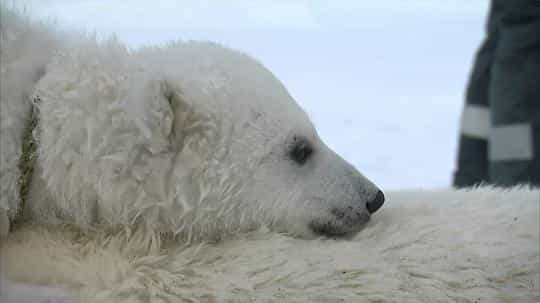 电视剧《我和北极熊一家  The Polar Bear Family &amp; Me》（2013英国）--高清4K/1080P迅雷BT资源下载