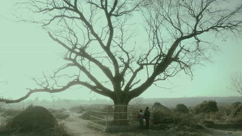 电影《枝繁叶茂》（2016中国大陆）--高清4K/1080P迅雷BT资源下载