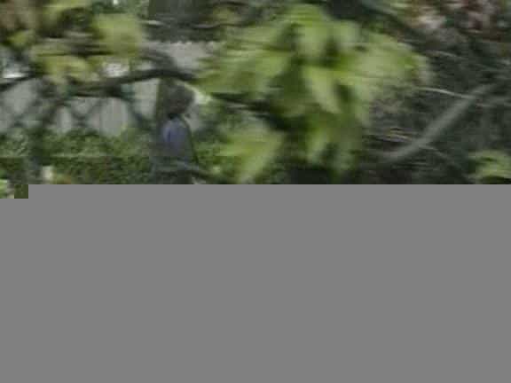 电影《Tom Thumb in the Land of the Giants》（1999美国）--高清4K/1080P迅雷BT资源下载
