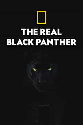 纪录片《真黑豹无双  The Real Black Panther》（2020美国）--高清4K/1080P迅雷BT资源下载