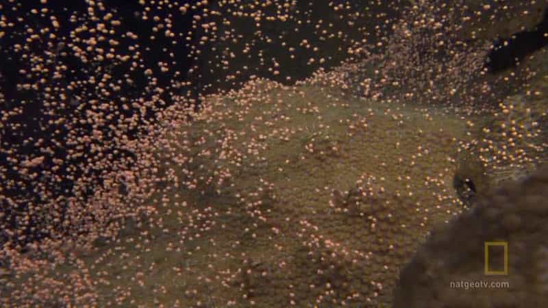 纪录片《国家地理：大白鲨的长途冒险旅程》（2008美国）--高清4K/1080P迅雷BT资源下载