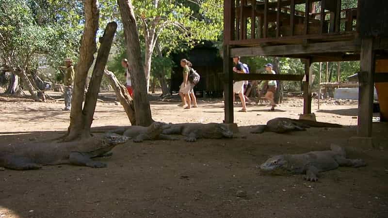 纪录片《BBC自然世界：死亡之吻—科莫多巨蜥  The Natural World--Komodo: The Deadly Bite》（2011英国）--高清4K/1080P迅雷BT资源下载