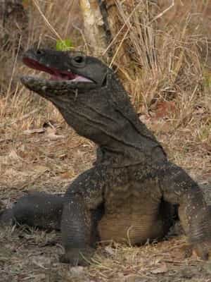 纪录片《BBC自然世界：死亡之吻—科莫多巨蜥  The Natural World--Komodo: The Deadly Bite》（2011英国）--高清4K/1080P迅雷BT资源下载