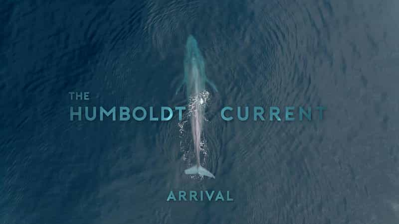 电视剧《The Humboldt Current Season 1  The Humboldt Current》（2021美国）--高清4K/1080P迅雷BT资源下载