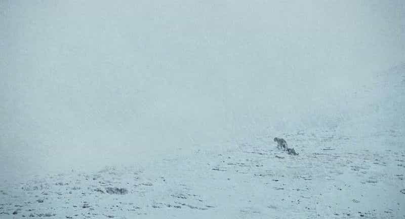 电影《雪豹》（2023中国大陆）--高清4K/1080P迅雷BT资源下载