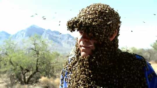 纪录片《虫霸天下  World's Biggest and Baddest Bugs》（2009美国）--高清4K/1080P迅雷BT资源下载