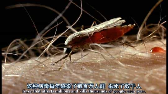 纪录片《虫霸天下  World's Biggest and Baddest Bugs》（2009美国）--高清4K/1080P迅雷BT资源下载