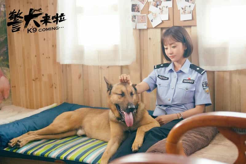 电视剧《警犬来啦》（2018中国大陆）--高清4K/1080P迅雷BT资源下载