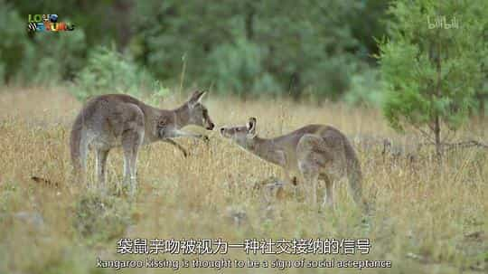 电视剧《袋鼠的秘密生活 第一季  Secret Life of the Kangaroo》（2016加拿大）--高清4K/1080P迅雷BT资源下载