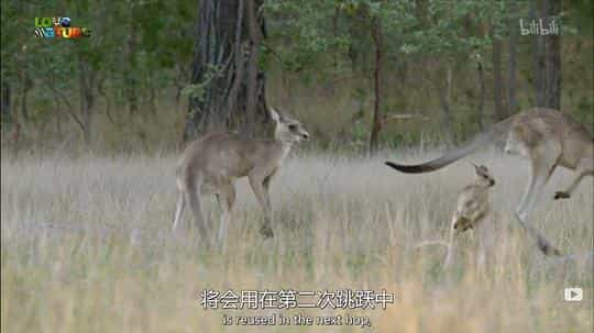 电视剧《袋鼠的秘密生活 第一季  Secret Life of the Kangaroo》（2016加拿大）--高清4K/1080P迅雷BT资源下载