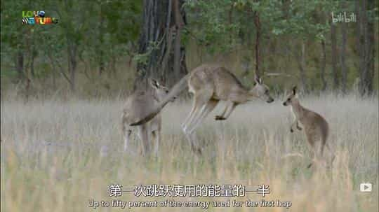 电视剧《袋鼠的秘密生活 第一季  Secret Life of the Kangaroo》（2016加拿大）--高清4K/1080P迅雷BT资源下载