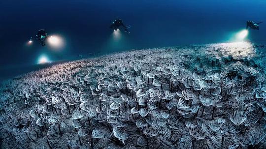 纪录片《极度深海  The Deep Med》（2020法国）--高清4K/1080P迅雷BT资源下载