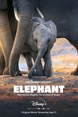 纪录片《大象  Elephant》（2020美国）--高清4K/1080P迅雷BT资源下载