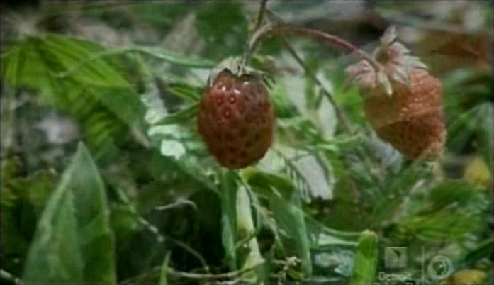 纪录片《第一朵花  First Flower》（2007美国）--高清4K/1080P迅雷BT资源下载