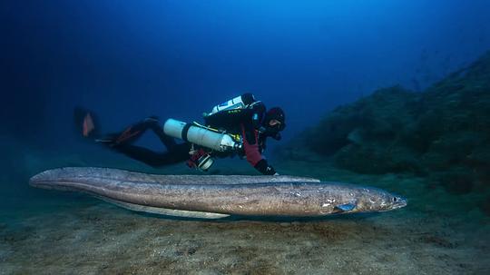 纪录片《极度深海  The Deep Med》（2020法国）--高清4K/1080P迅雷BT资源下载