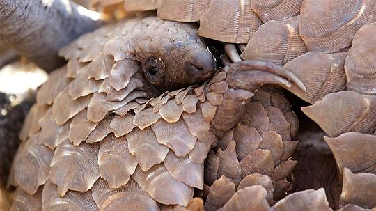 纪录片《穿山甲：被捕杀最多的动物  Pangolins: The World's Most Wanted Animal》（2018英国）--高清4K/1080P迅雷BT资源下载