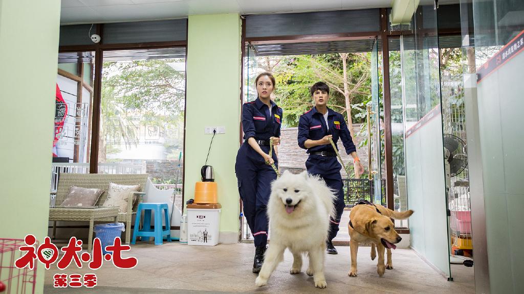 电视剧《神犬小七 第三季》（2019中国大陆）--高清4K/1080P迅雷BT资源下载