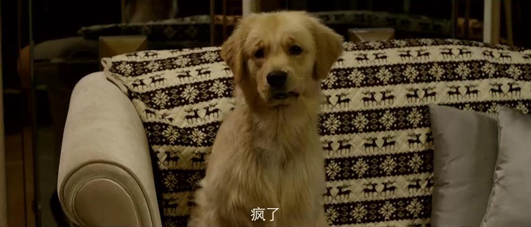 电影《忠犬情缘》（2017中国大陆）--高清4K/1080P迅雷BT资源下载