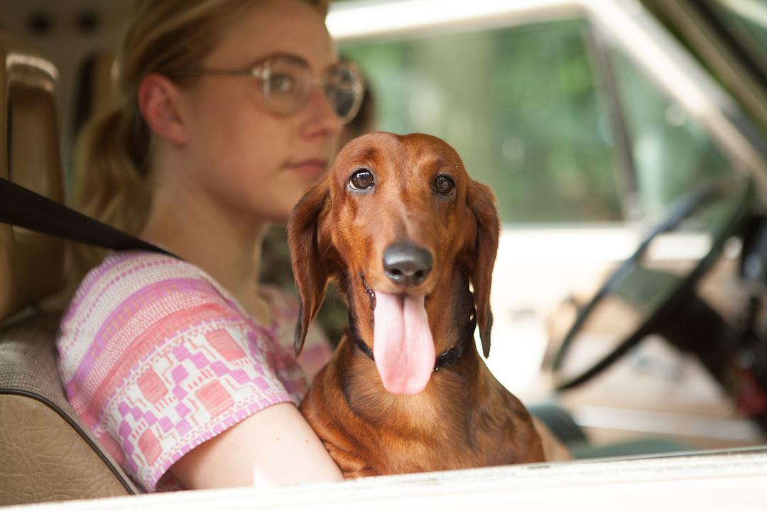 电影《腊肠狗  Wiener-Dog》（2016美国）--高清4K/1080P迅雷BT资源下载