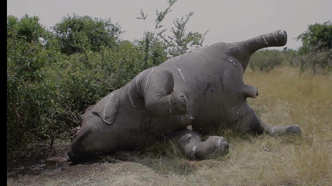 电影《维龙加  Virunga》（2014英国 / 刚果）--高清4K/1080P迅雷BT资源下载