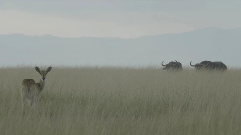 电影《维龙加  Virunga》（2014英国 / 刚果）--高清4K/1080P迅雷BT资源下载