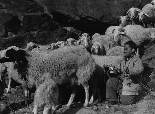 电影《鸡毛信》（1954中国大陆）--高清4K/1080P迅雷BT资源下载