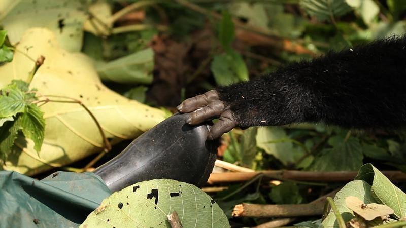 电影《维龙加  Virunga》（2014英国 / 刚果）--高清4K/1080P迅雷BT资源下载