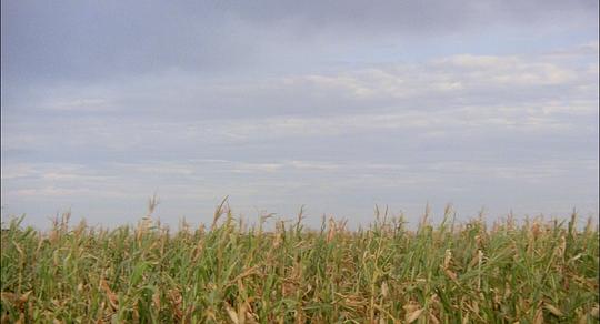 电影《玉米田的小孩  Children of the Corn》（1984美国）--高清4K/1080P迅雷BT资源下载