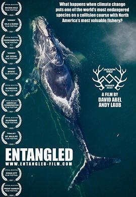 纪录片《拯救露脊鲸  Entangled: The Race to Save Right Whales from Extinction》（2020美国）--高清4K/1080P迅雷BT资源下载