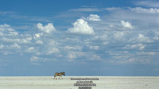 纪录片《大卫·爱登堡:地球上的一段生命旅程 David Attenborough: A Life on Our Planet》(2020英国)--高清4K/1080P迅雷BT资源下载 纪录片《大卫·爱登堡:地球上的一段生命旅程 David Attenborough: A Life on Our Planet》(2020英国)--高清4K/1080P迅雷BT资源下载