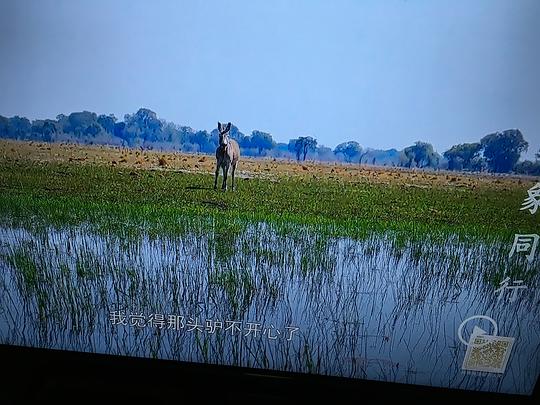 纪录片《与大象同行  Walking with Elephants》（2020英国）--高清4K/1080P迅雷BT资源下载