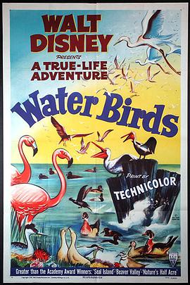 纪录片《水鸟  Water Birds》（1952美国）--高清4K/1080P迅雷BT资源下载