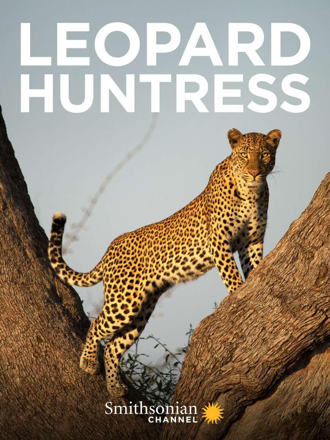 纪录片《母花豹玛丽卡  Malika Leopard Huntress》（2018美国）--高清4K/1080P迅雷BT资源下载