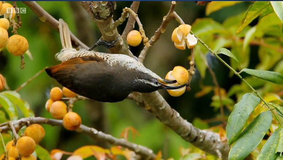 纪录片《爱登堡的极乐鸟世界  Attenborough's Paradise Birds》（2015英国）--高清4K/1080P迅雷BT资源下载