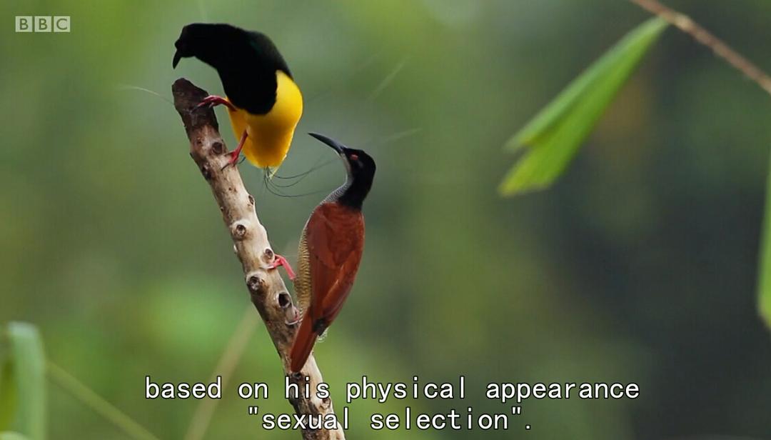 纪录片《爱登堡的极乐鸟世界  Attenborough's Paradise Birds》（2015英国）--高清4K/1080P迅雷BT资源下载